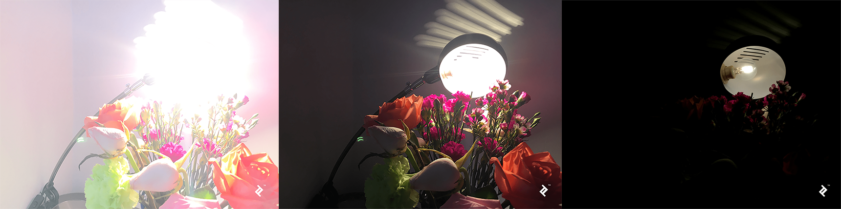 Three versions of the same image of flowers, one so dark that most of the photo is black, one normal-looking, albeit with slightly unfortunate lighting, and a third with the light cranked up so high that it's hard to see the flowers in the foreground