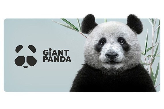 Giant Panda Branding and UX/UI design